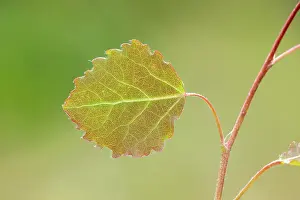Quaking Aspen Prints: Close-up of Aspen leaf (Populus tremula) in early summer, Scotland, UK. June