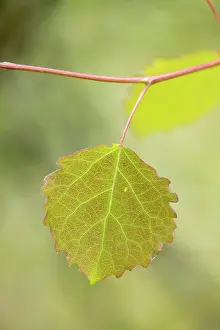 Quaking Aspen Prints: Close-up of Aspen leaf (Populus tremula) in early summer, Scotland, UK. June