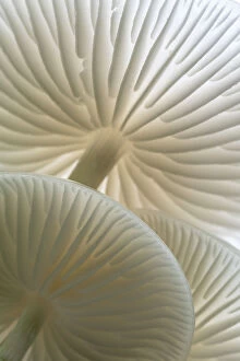 Close-up of backlit Porcelain fungus (Oudemansiella mucida) showing gills, Golith Falls