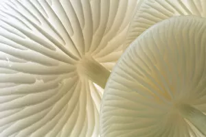 2020 September Highlights Gallery: Close-up of backlit Porcelain fungus (Oudemansiella mucida) showing gills, Cornwall, UK