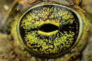 Lazio Prints: Close-up of Balearic green toad (Bufotes balearicus) male's eye, Rome, Italy
