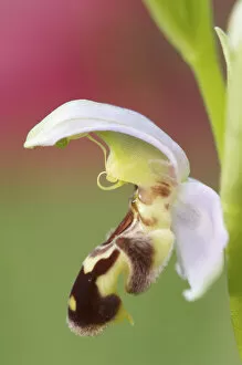 Close-up of Bee orchid (Ophrys apifera) flower, San Marino, May 2009