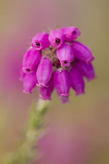 Images Dated 2nd July 2011: Close-up of Bell heather (Erica cinerea) in flower, Flow Country, Sutherland, Highlands