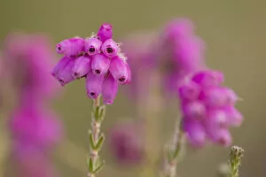 Images Dated 2nd July 2011: Close-up of Bell heather (Erica cinerea) in flower, Flow Country, Sutherland, Highlands