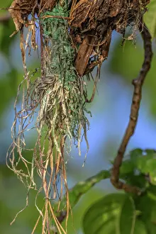 Environmental Issues Prints: Close-up of a Black noddy (Anous minutus) nest with pieces of plastic hanging from it