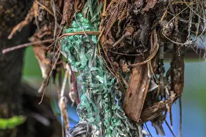 Environmental Issues Prints: Close-up of a Black noddy (Anous minutus) nest with pieces of plastic hanging from it