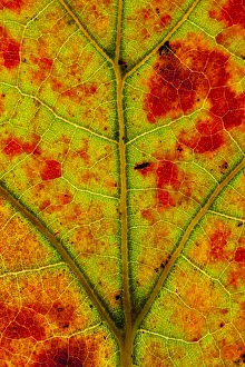 Close-up of Blackjack oak (Quercus marilandica) leaf close up changing colour, Pinelands Reserve