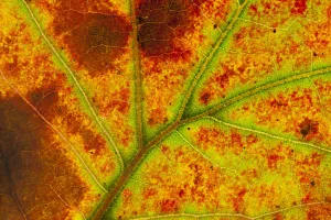 Veins Prints: Close-up of Blackjack oak (Quercus marilandica) leaf close up changing colour
