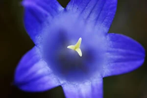 Close-up of blue flower (Campanula stevenii) Mount Cheget, Caucasus, Russia, June 2008