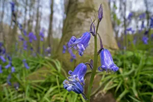 Asparagaceae Prints: Close-up of Bluebells (Hyacinthoides non-scripta) in flower in Beech (Fagus sylvatica) forest in spring