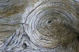 Images Dated 31st May 2009: Close-up of Bosnian pine (Pinus leucodermis) bark, Pollino National Park, Basilicata