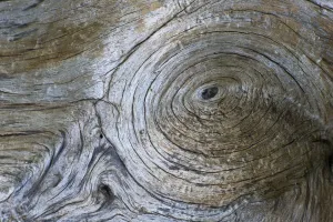Images Dated 31st May 2009: Close-up of Bosnian pine (Pinus leucodermis) bark, Pollino National Park, Basilicata