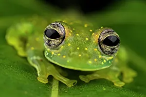 Feet Prints: Close-up of Cascade glass frog's (Sachatamia albomaculata) face as it sits on leaf