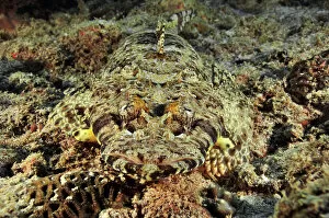 Hidden In Nature Gallery: Close-up of a Common crocodilefish / Carpet flathead (Papilloculiceps longiceps)