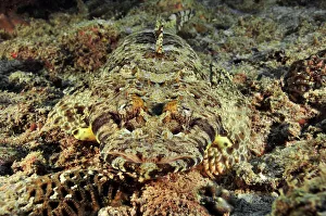 Hidden In Nature Prints: Close-up of a Common crocodilefish / Carpet flathead (Papilloculiceps longiceps)