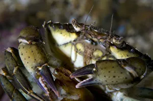 Magnus Lundgren Prints: Close-up of Common shore crab (Carcinus maenas) Lofoten, Norway, November 2008