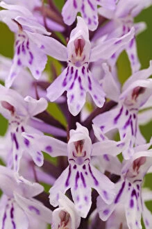 Close-up of common spotted orchid flower {Dactylorhiza fuchsii} Cotswolds, UK. July