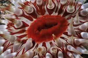 Anthozoans Gallery: Close-up of Dahlia anemone (Urticina felina / Tealia Felina, St Abbs (St Abbs