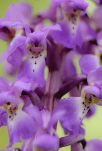 Close-up of Early purple orchid (Orchis mascula) in flower, Gamlingay Wood, Cambridgeshire
