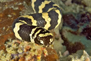 Close-up of a Egg-eating / Turtleheaded sea snake (Emydocephalus annulatus) with