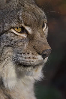 Images Dated 23rd August 2021: Close-up of Eurasian lynx (Lynx lynx) kitten, aged eight months, face
