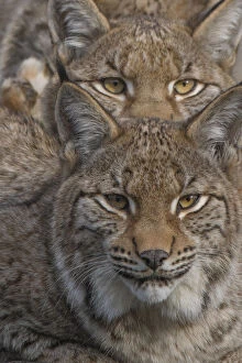 Images Dated 23rd August 2021: Close-up of Eurasian lynx (Lynx lynx) kittens, aged eight months, faces