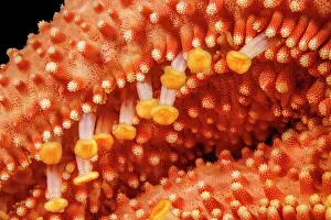 Feet Prints: Close-up of extended tube feet of a Fisher's starfish (Mithrodia fisheri)