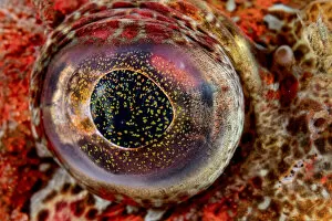 December 2021 Highlights Gallery: Close-up detail of the eye of a Red Irish lord fish (Hemilepidotus hemilepidotus
