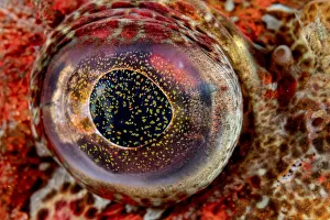 Close-up detail of the eye of a Red Irish lord fish (Hemilepidotus hemilepidotus