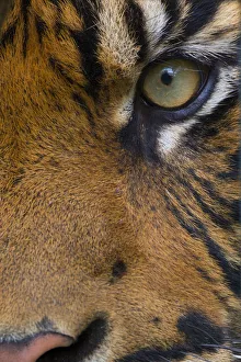 Close-up of an eye of a Sumatran tiger (Panthera tigris sumatrae), captive, occurs in Sumatra