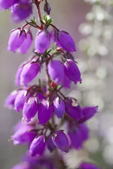 Close-up of flowering Bell Heather (Erica cinerea), Caesars Camp, Fleet, Hampshire