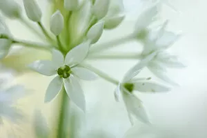 Allium Ursinum Gallery: Close-up of flowers of Wild Garlic / Ramsons (Allium ursinum). Peak District National Park