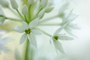 Close-up of flowers of Wild Garlic / Ramsons (Allium ursinum). Peak District National Park