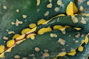 Close-up of Fringed leaf frog's (Cruziohyla craspedopus) skin. Captive