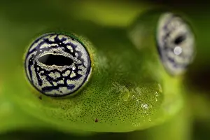 Close-up of Ghost glass frog's (Sachatamia ilex) eyes, Centro Manu, Costa Rica