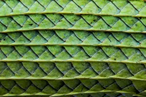 Close-up of the Green garden lizard (Calotes calotes) scales on the abdomen. Captive