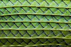 Sri Lanka Prints: Close-up of the Green garden lizard (Calotes calotes) scales on the abdomen. Captive