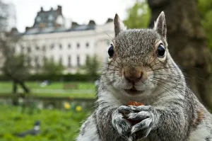 Close-up of Grey squirrel (Sciurus carolinensis) holding a nut, feeding in Regents Park