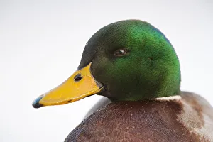 Close-up head portrait of a male Mallard (Anas Platyrhynchos), Scotland, UK, December