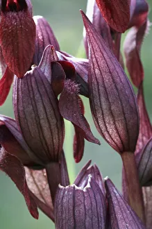 Peter Lilja Prints: Close-up of Heart-flowered serapias orchid (Serapias cordigera) Akamas peninsula