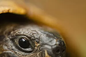 Images Dated 22nd June 2009: Close-up of Hermanns tortoise (Testudo hermanni) head, Djerdap National Park