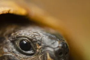 Close-up of Hermanns tortoise (Testudo hermanni) head, Djerdap National Park