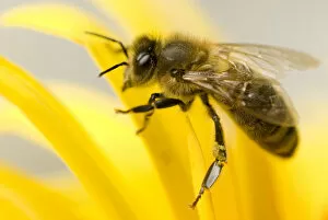 Honeybee Gallery: Close-up of Honey bee (Apis mellifera) on flower
