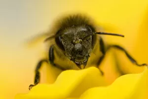 Apis Mellifera Collection: Close-up of Honey bee (Apis mellifera) on flower