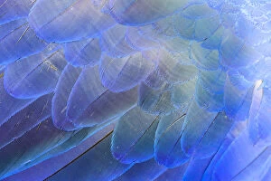 Anodorhynchus Gallery: Close-up of Hyacinth Macaw (Anodorhynchus hyacinthinus feathers, Brazil