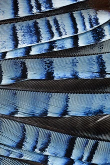 Blue Gallery: Close-up of a Jays (Garrulus glandarius) wing, showing blue covert feathers