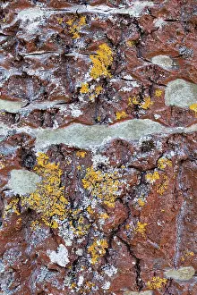 Trunk Prints: Close-up of lichen on the bark of a mature Aspen (Populus tremula) tree