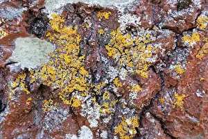 Trunk Prints: Close-up of lichen on the bark of a mature Aspen (Populus tremula) tree