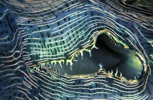 Close-up up of lips of giant clam (Tridacna gigas), Palau, Micronesia