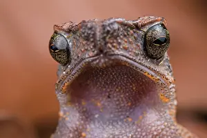 Toad Prints: Close-up of Long fingered slender toad's (Ansonia longidigita) face